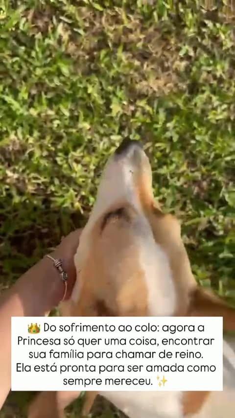 Princesa, cadela de porte médio para adoção em Feliz - RS