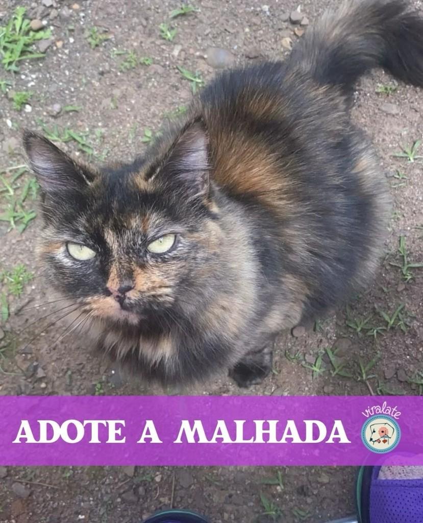 Malhada, gata de porte médio para adoção em Feliz - RS