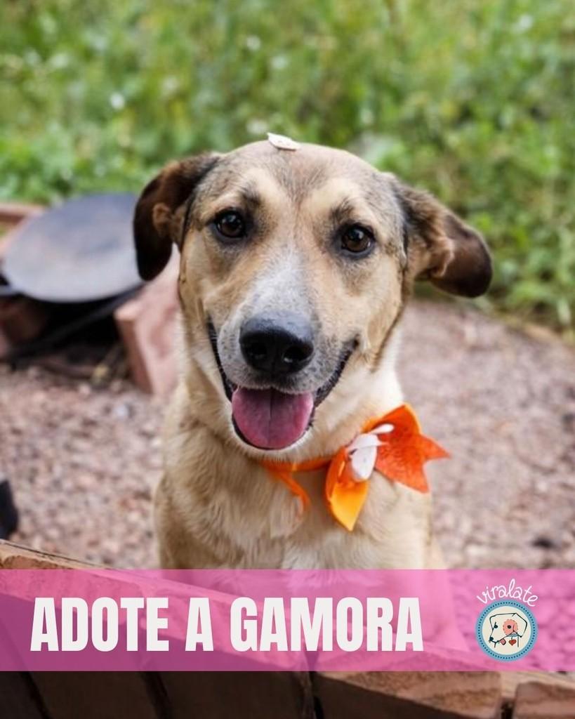 Gamora, cadela de porte médio para adoção em Feliz - RS