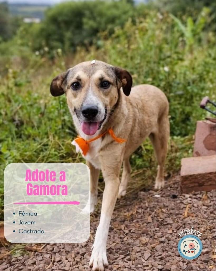 Gamora, cadela de porte médio para adoção em Feliz - RS — foto 2 de 2