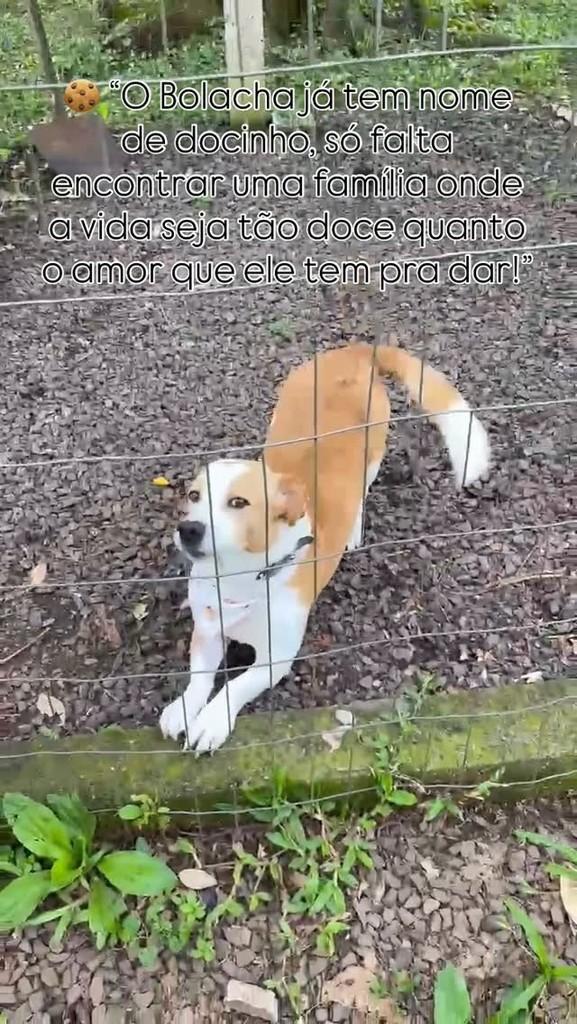 Bolacha, cachorro de porte médio para adoção em Feliz - RS