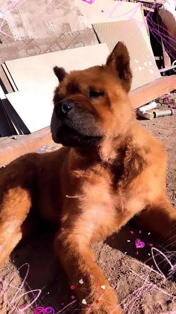 Oscar, cachorro de porte grande para adoção em Porto Alegre - RS