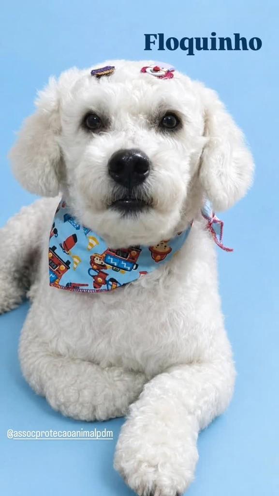 Floquinho, cachorro de porte pequeno para adoção em Porto Alegre - RS
