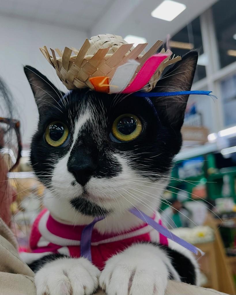 Flor, gata para adoção em Porto Alegre - RS
