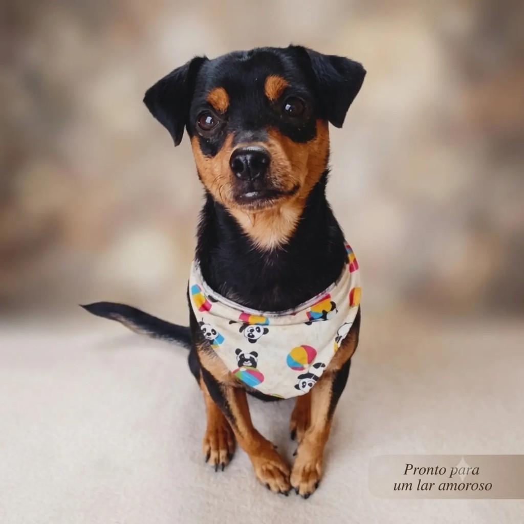 Leleco, cachorro de porte pequeno para adoção em Porto Alegre - RS