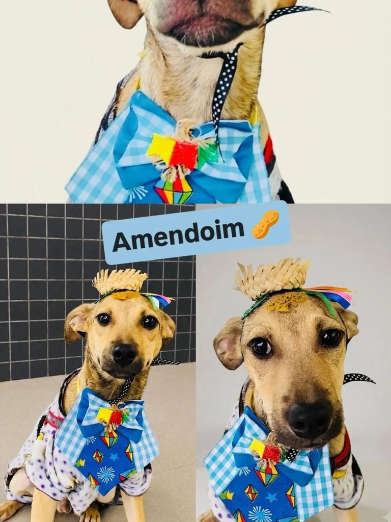 Amendoim, cachorro de porte pequeno para adoção em Porto Alegre - RS