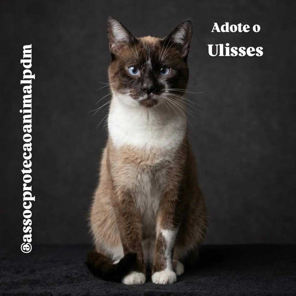 Ulisses, gato de porte pequeno para adoção em Porto Alegre - RS