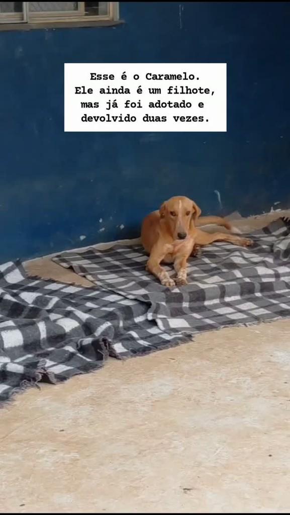 Caramelo, cachorro de porte médio para adoção em Visconde do Rio Branco - MG