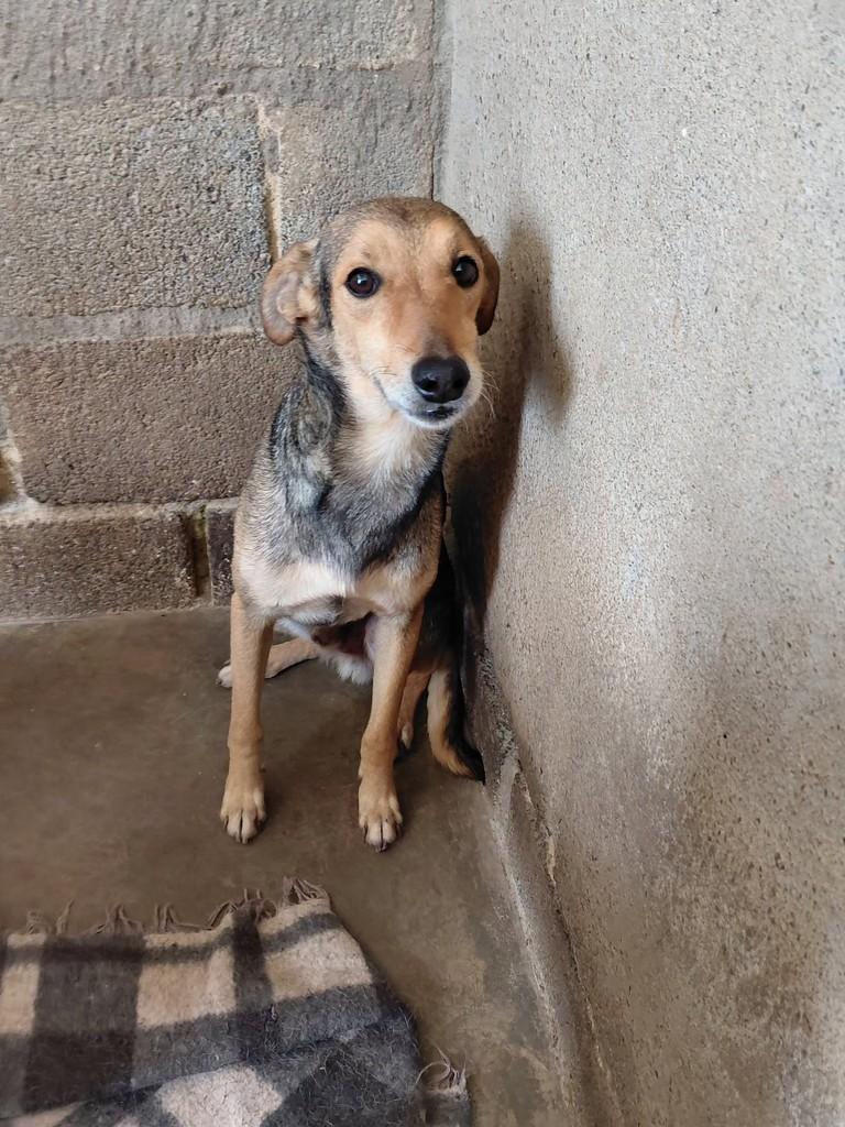 Bambi, cachorro de porte pequeno para adoção em Visconde do Rio Branco - MG