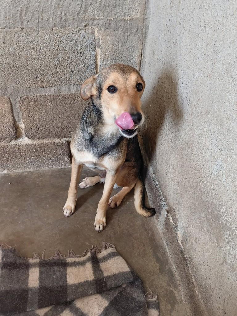 Bambi, cachorro de porte pequeno para adoção em Visconde do Rio Branco - MG — foto 2 de 2