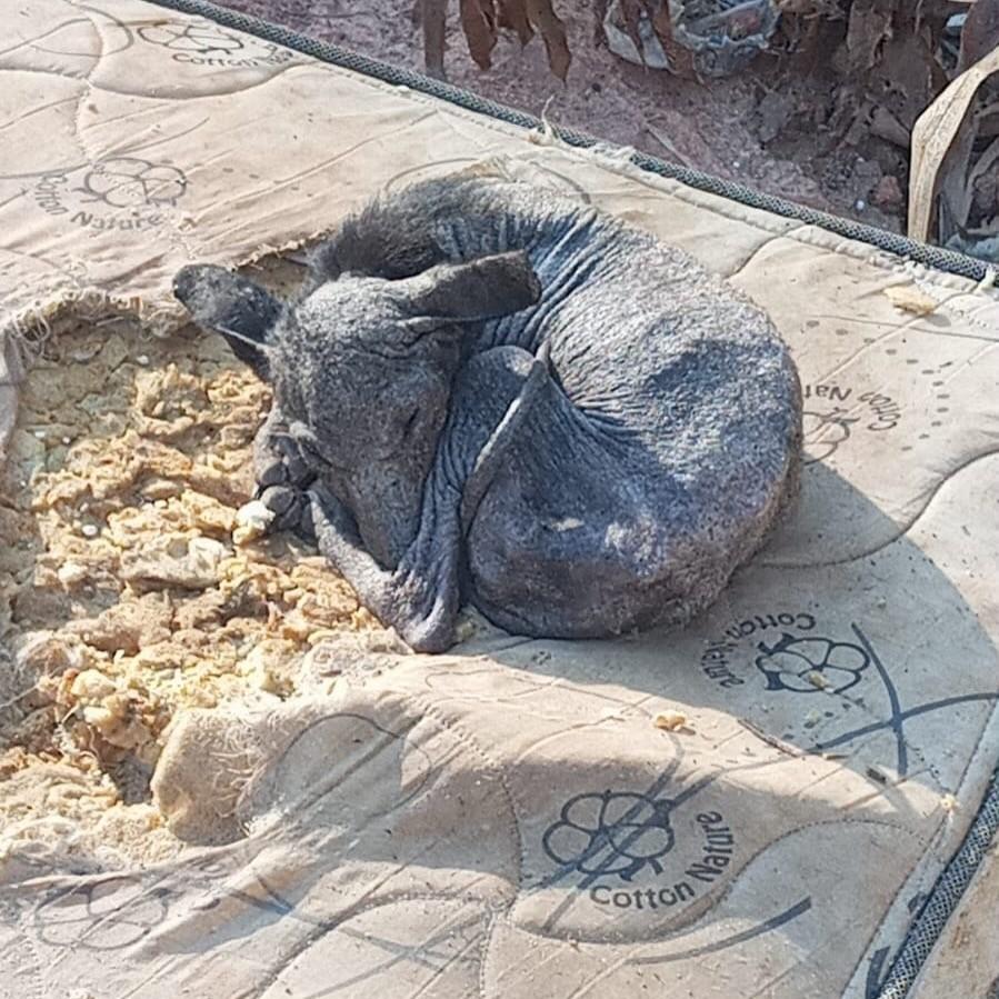 Celinho, gato de porte pequeno para adoção em Socorro - SP