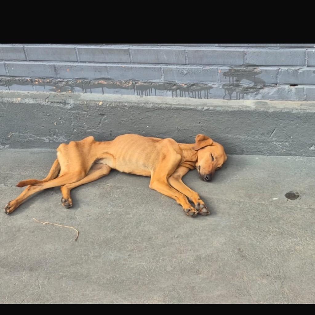 Virgínia, cachorro de porte médio para adoção em Virgínia - MG
