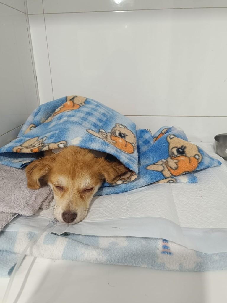 Raquel, cachorro de porte pequeno para adoção em Divinópolis - MG