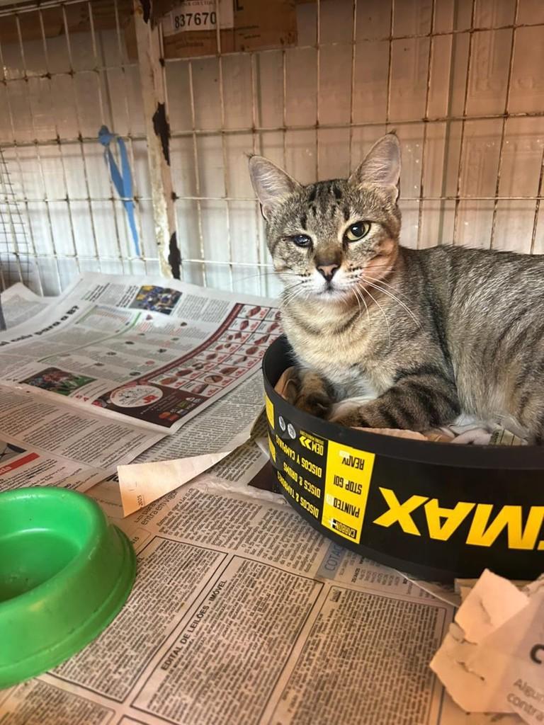 Tigresa, gato de porte médio para adoção em Torres - RS