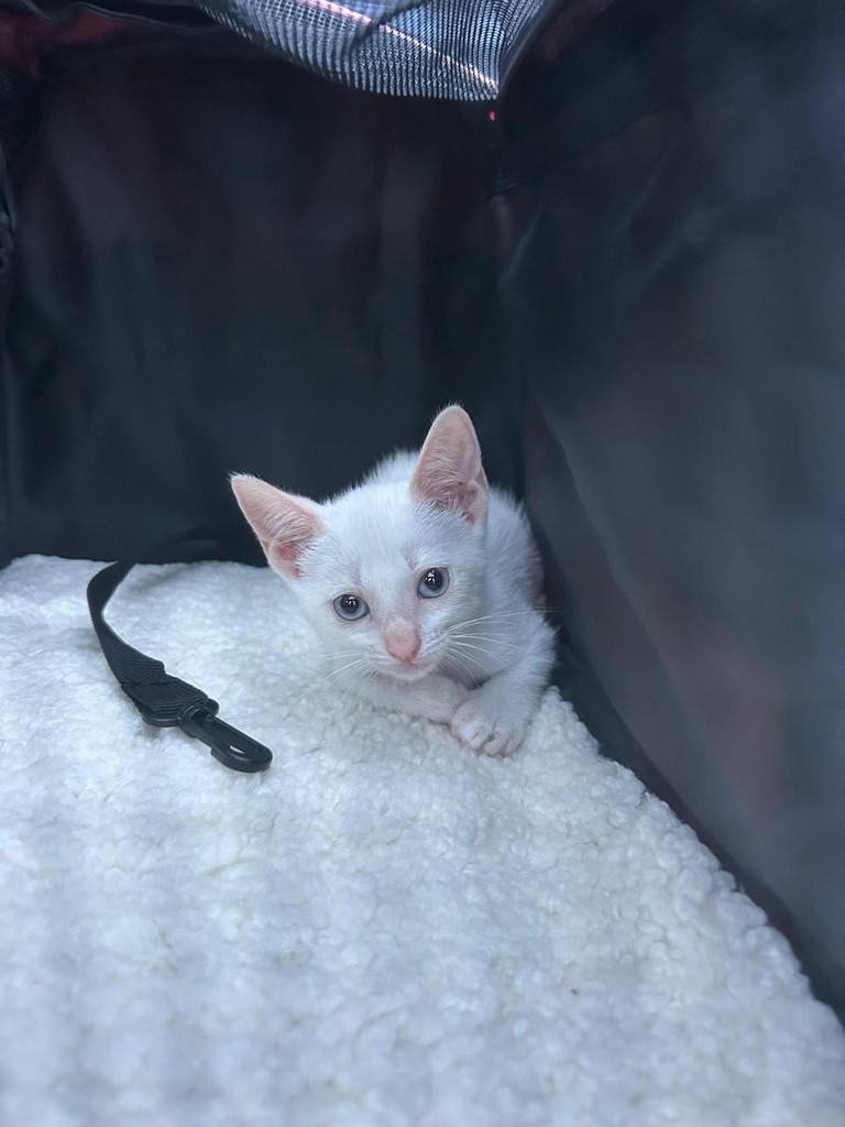 Neve, gato de porte pequeno para adoção em Torres - RS