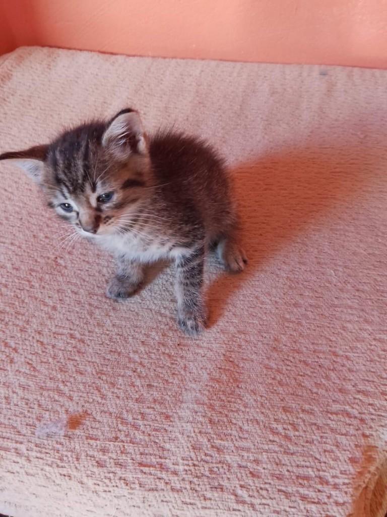 Pépe, gato de porte pequeno para adoção em Torres - RS