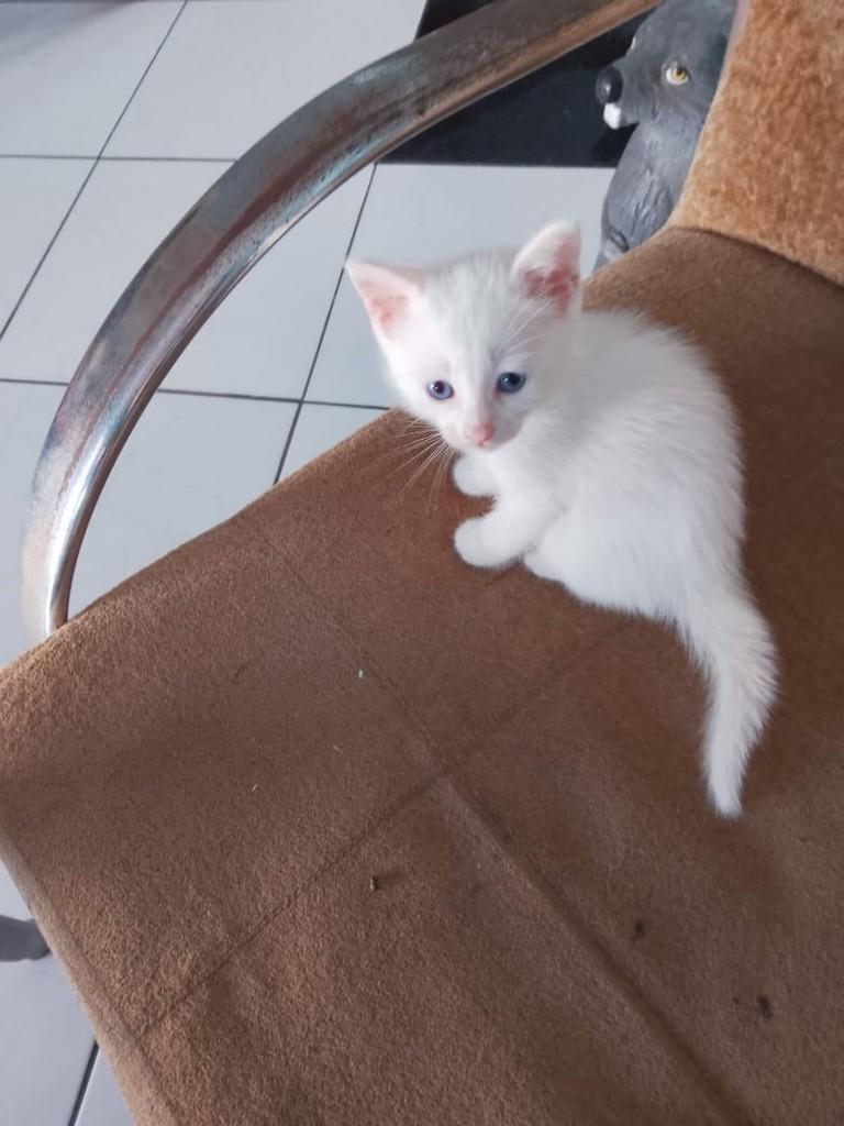 Milk, gato de porte pequeno para adoção em Torres - RS