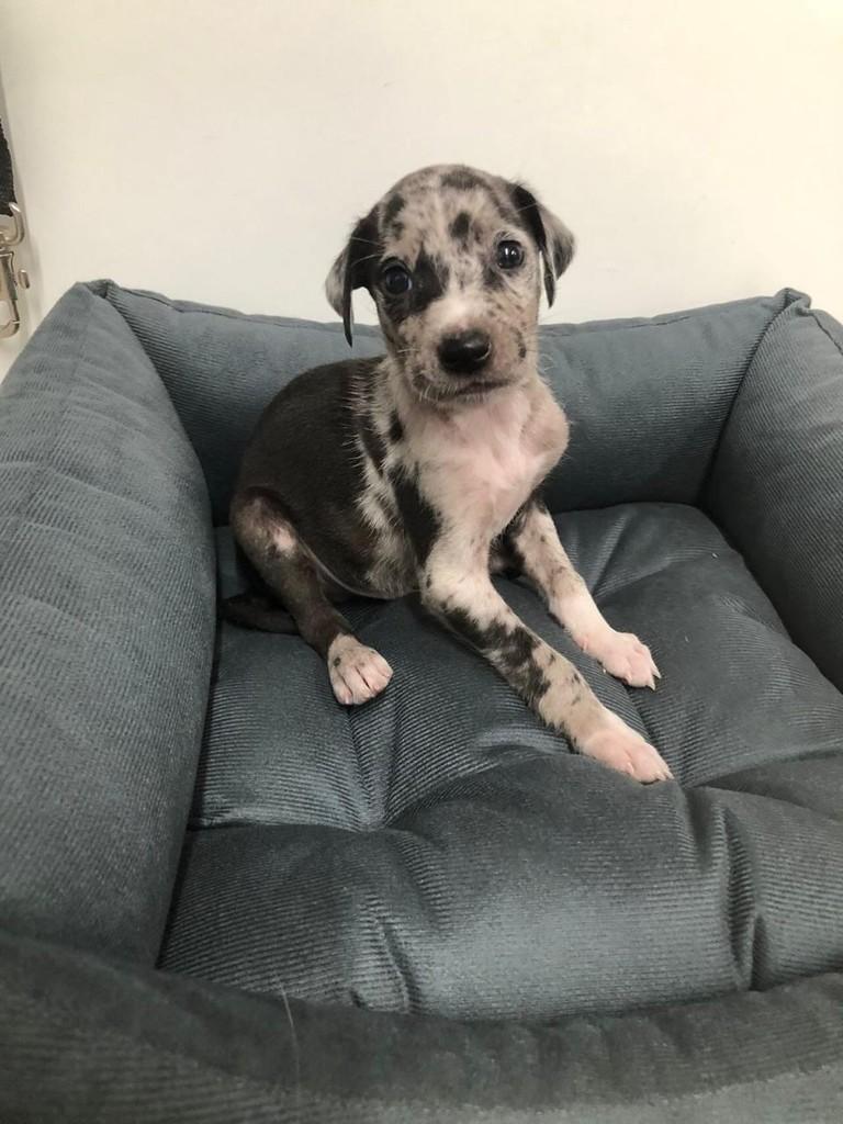 Tonho, cachorro de porte médio para adoção em Torres - RS