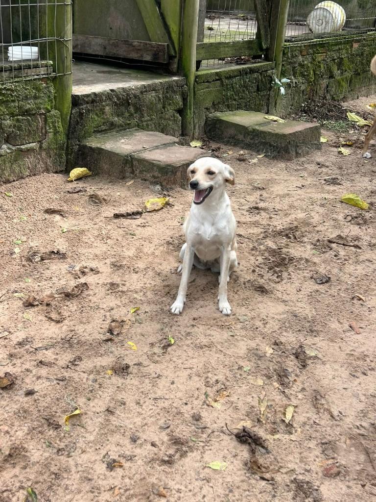 Sorriso, cadela de porte médio para adoção em Sorriso - MT
