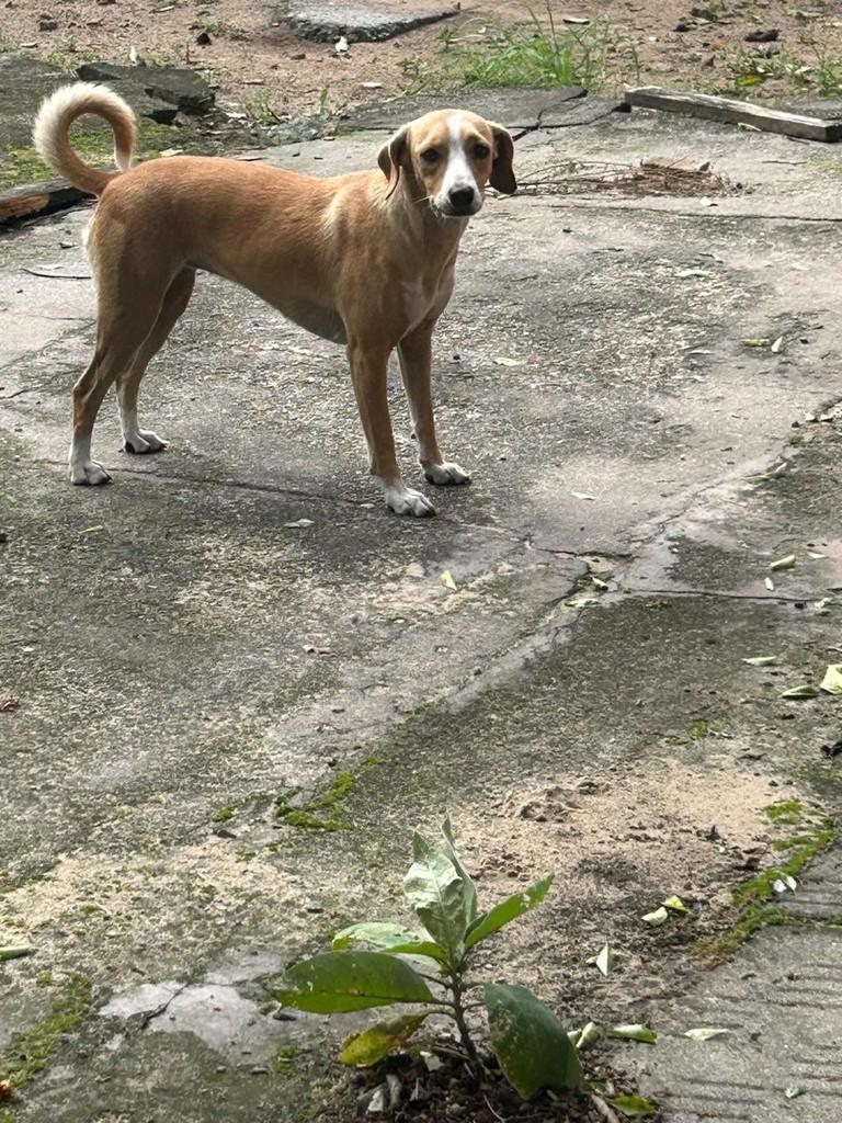 Pérola, cadela de porte médio para adoção em Torres - RS