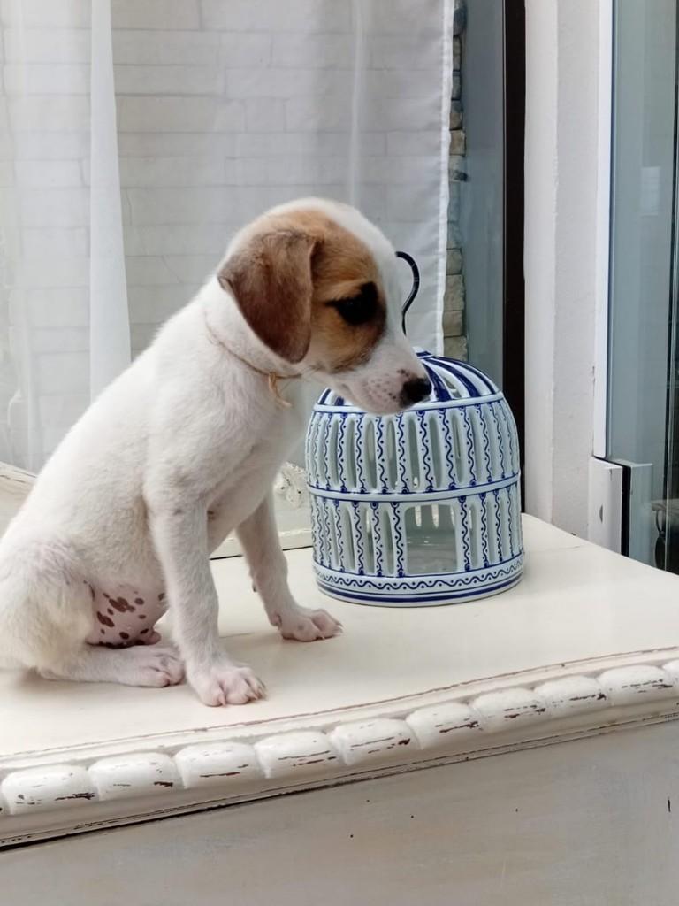 Roque, cachorro de porte pequeno para adoção em Torres - RS