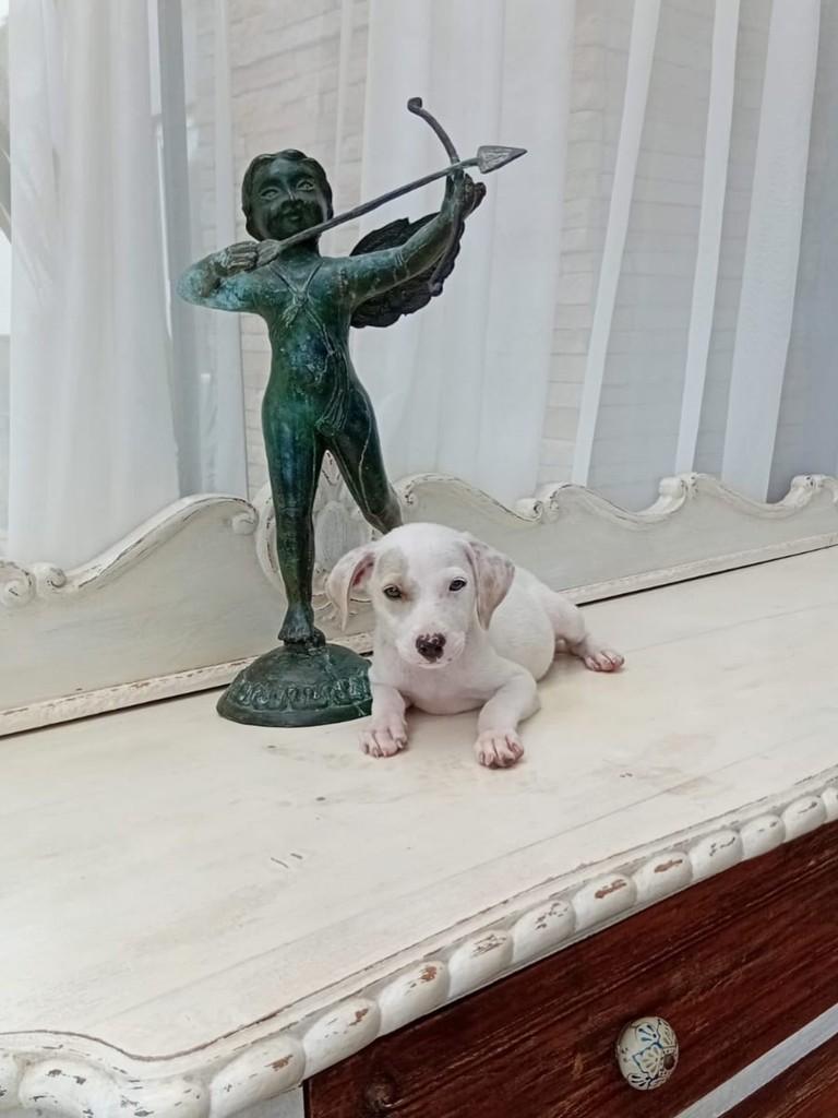 Miny, cadela de porte médio para adoção em Torres - RS