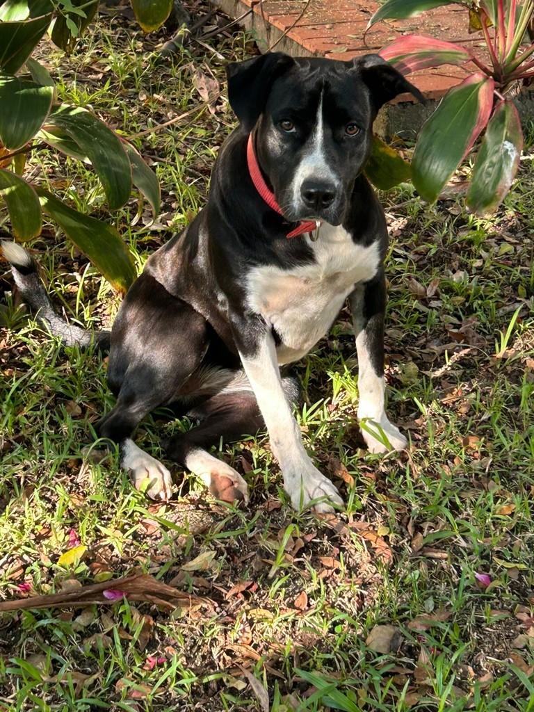 Safira, cachorro de porte médio para adoção em Torres - RS