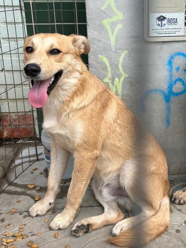 Leopoldo, cachorro de porte médio para adoção em Torres - RS