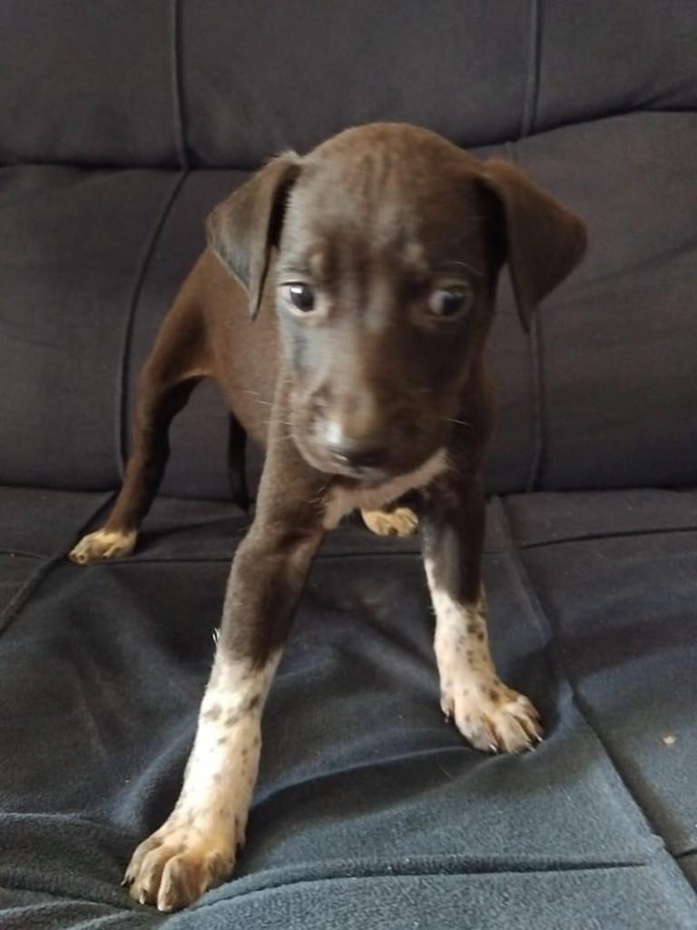 Cauã, cachorro de porte médio para adoção em Torres - RS