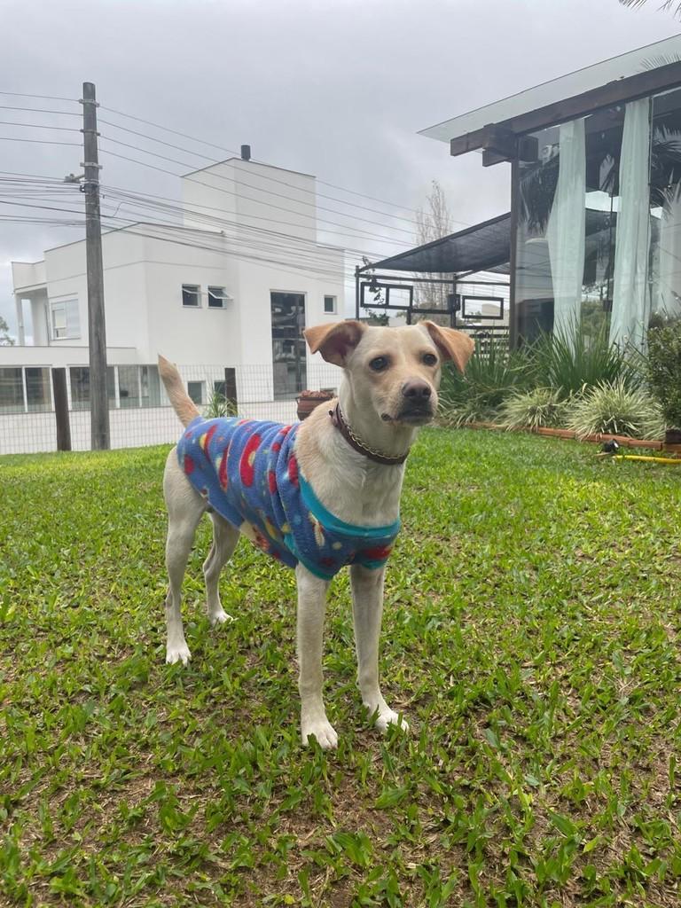Thor, cachorro de porte médio para adoção em Torres - RS