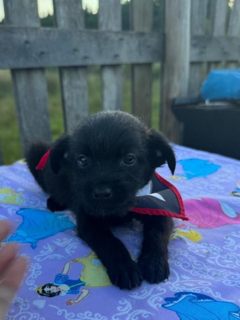 Feijão, cachorro de porte médio para adoção em Torres - RS