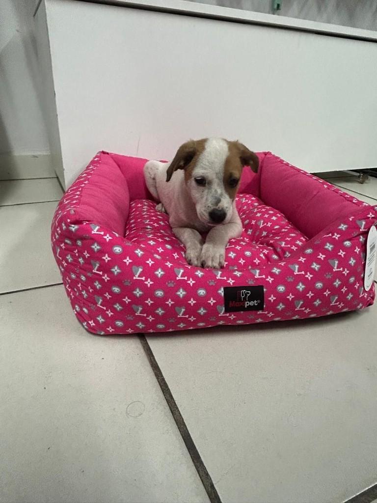 Lady, cadela de porte médio para adoção em Torres - RS