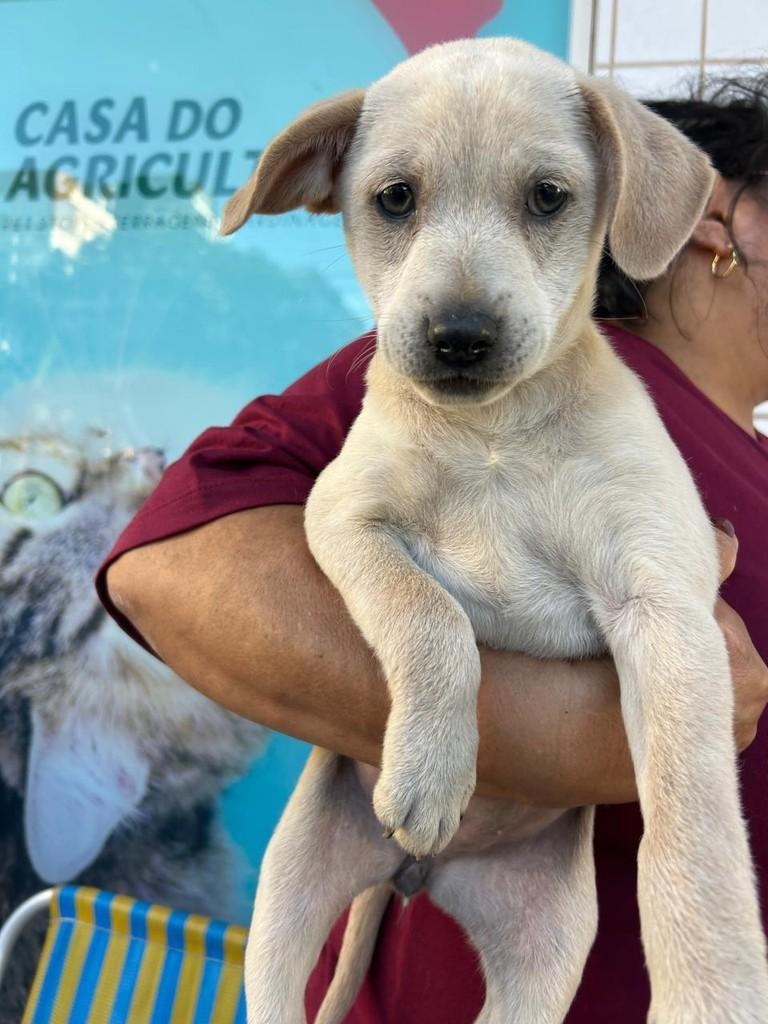 Princesa, cadela de porte médio para adoção em Torres - RS