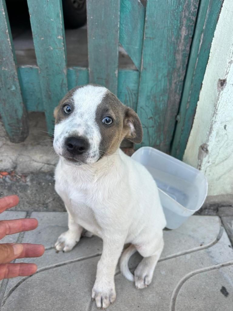 Alvaro, cachorro de porte médio para adoção em Torres - RS