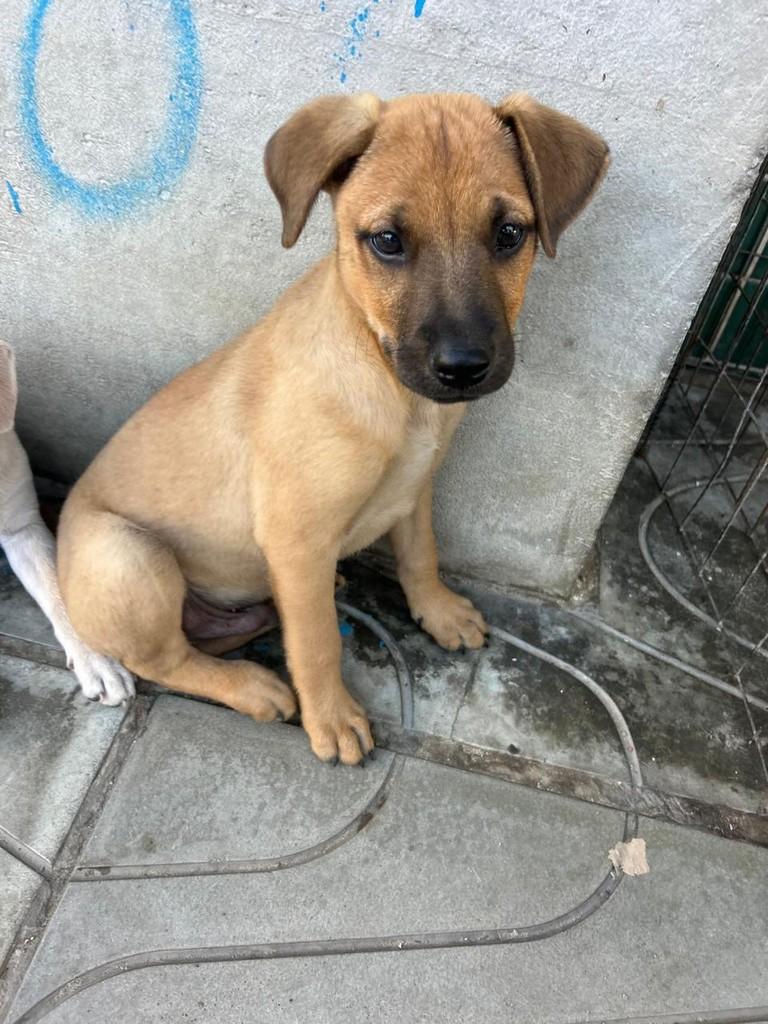 Caramelo, cachorro de porte médio para adoção em Torres - RS