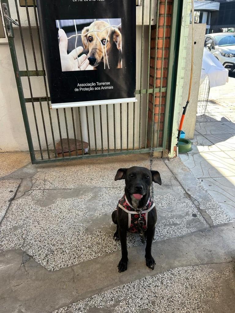Sara, cadela de porte médio para adoção em Torres - RS