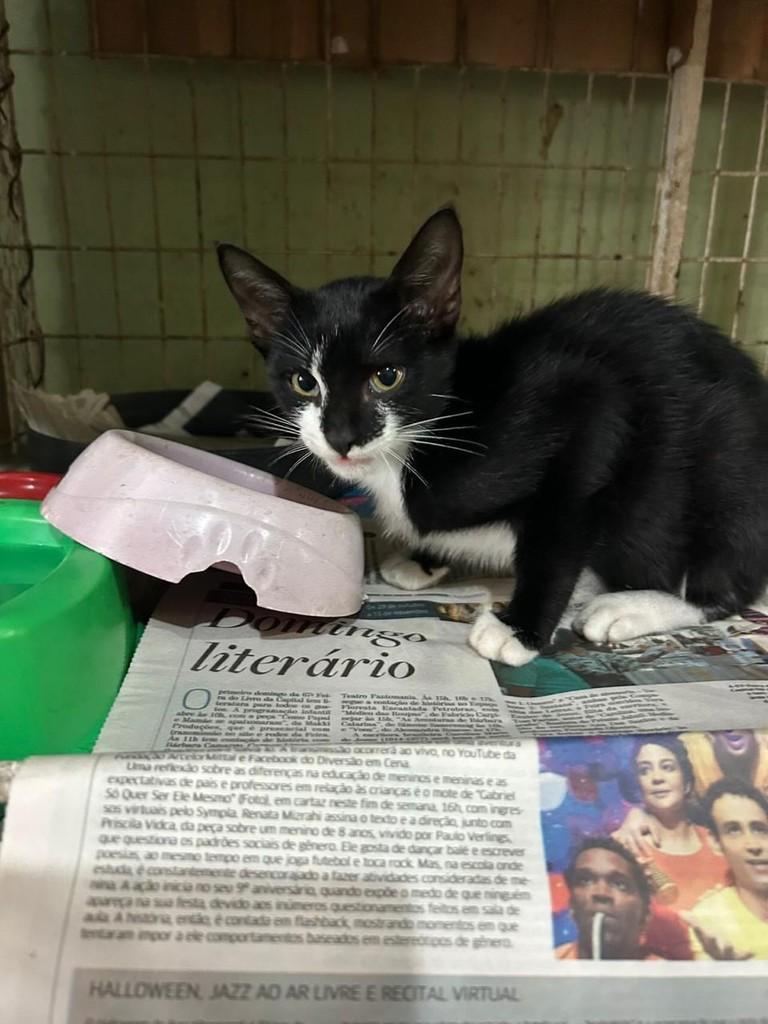 Tufão, gato de porte pequeno para adoção em Torres - RS