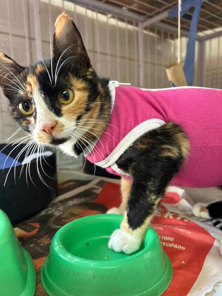 Penélope, gata de porte pequeno para adoção em Torres - RS
