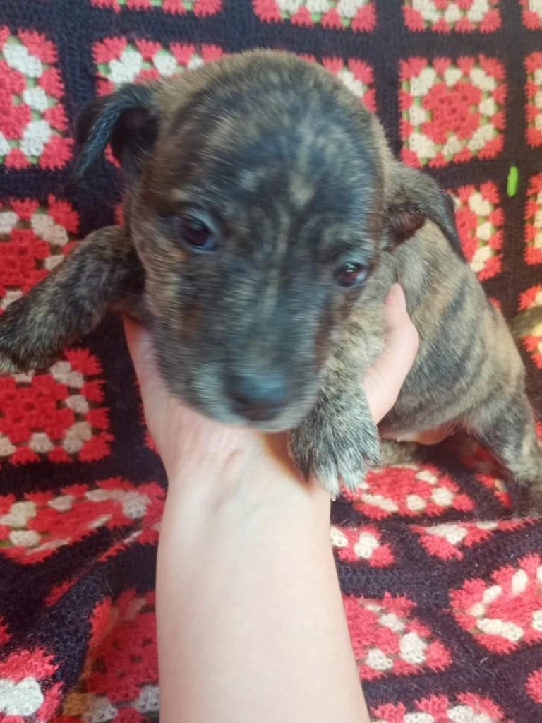 Lulu, cadela de porte médio para adoção em Torres - RS