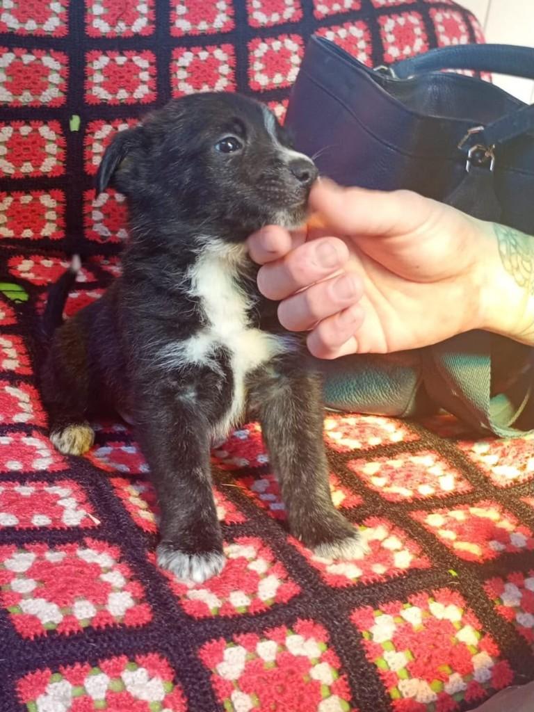Pancho, cachorro de porte médio para adoção em Torres - RS