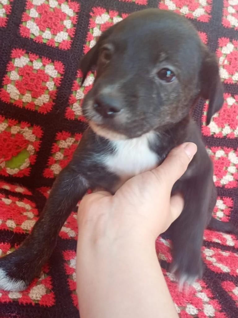 Teco, cachorro de porte médio para adoção em Torres - RS