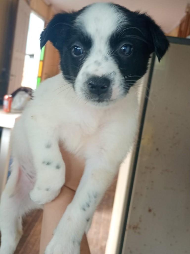 Nina, cadela de porte médio para adoção em Torres - RS