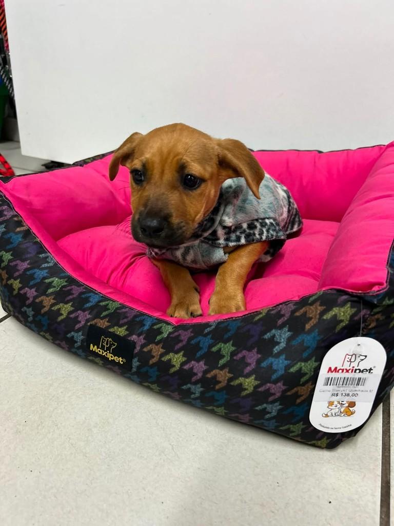 Mel, cadela de porte médio para adoção em Torres - RS