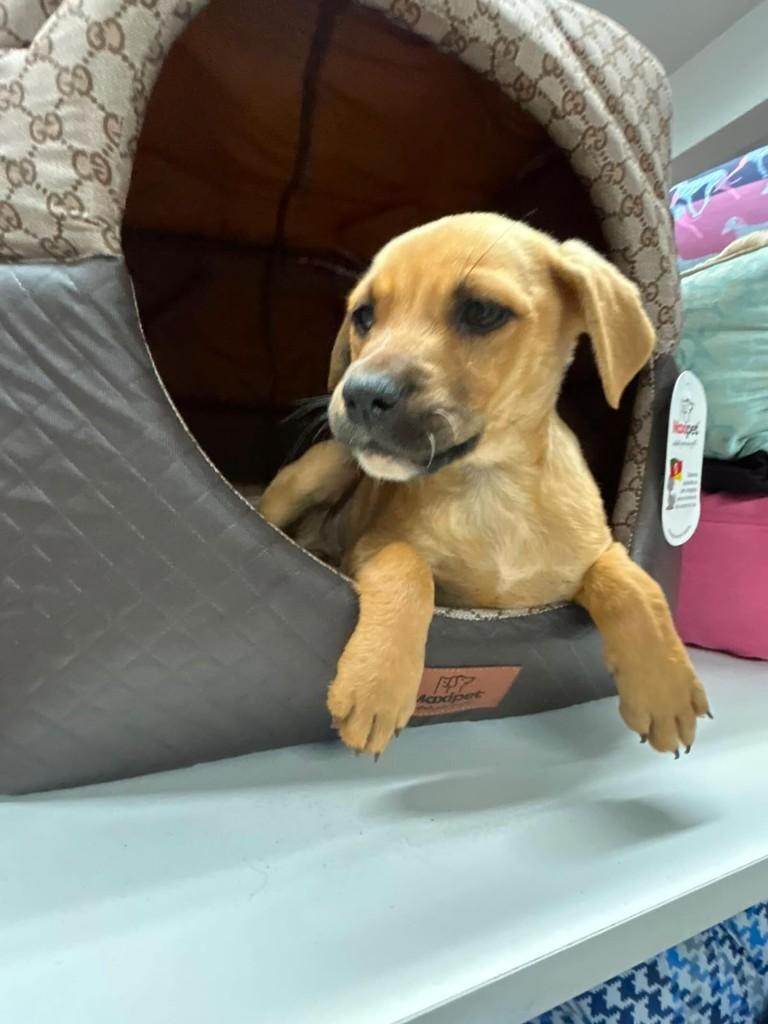 Melissa, cadela de porte médio para adoção em Torres - RS