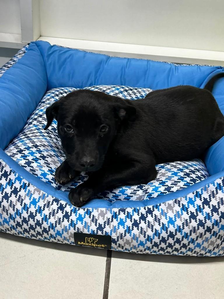 Jorge, cachorro de porte médio para adoção em Torres - RS