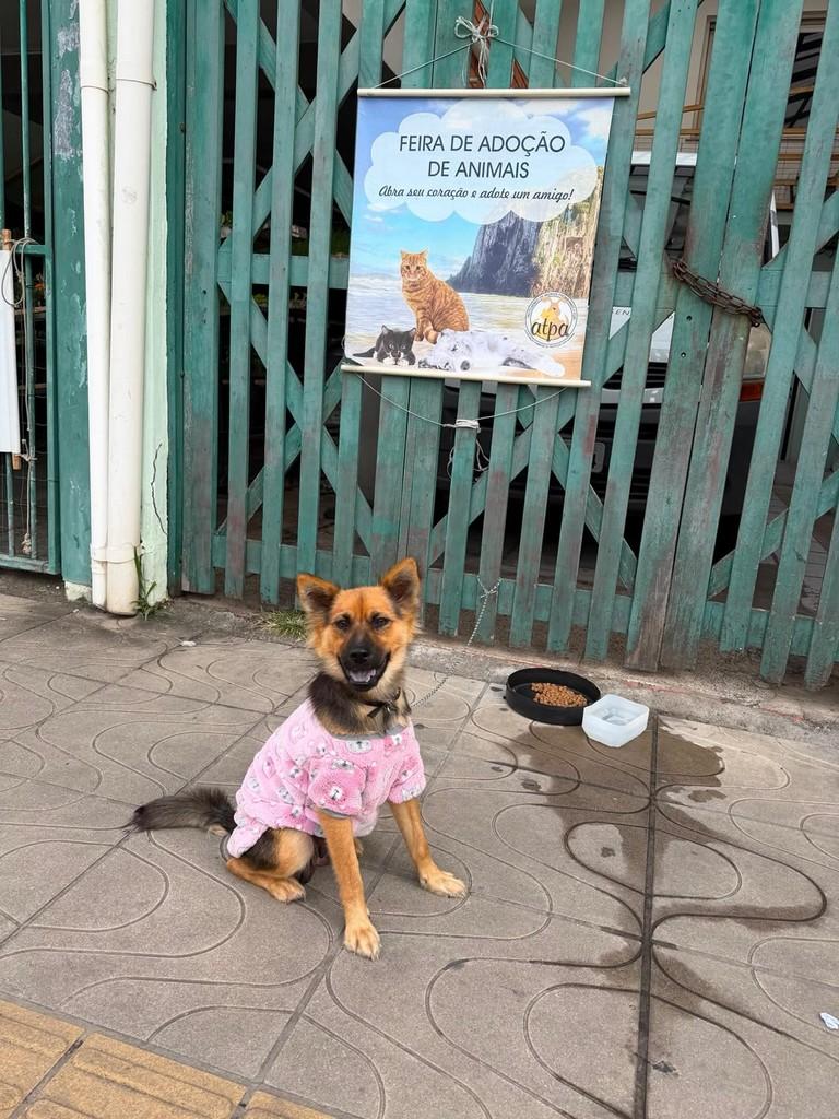 Laika, cadela de porte médio para adoção em Torres - RS
