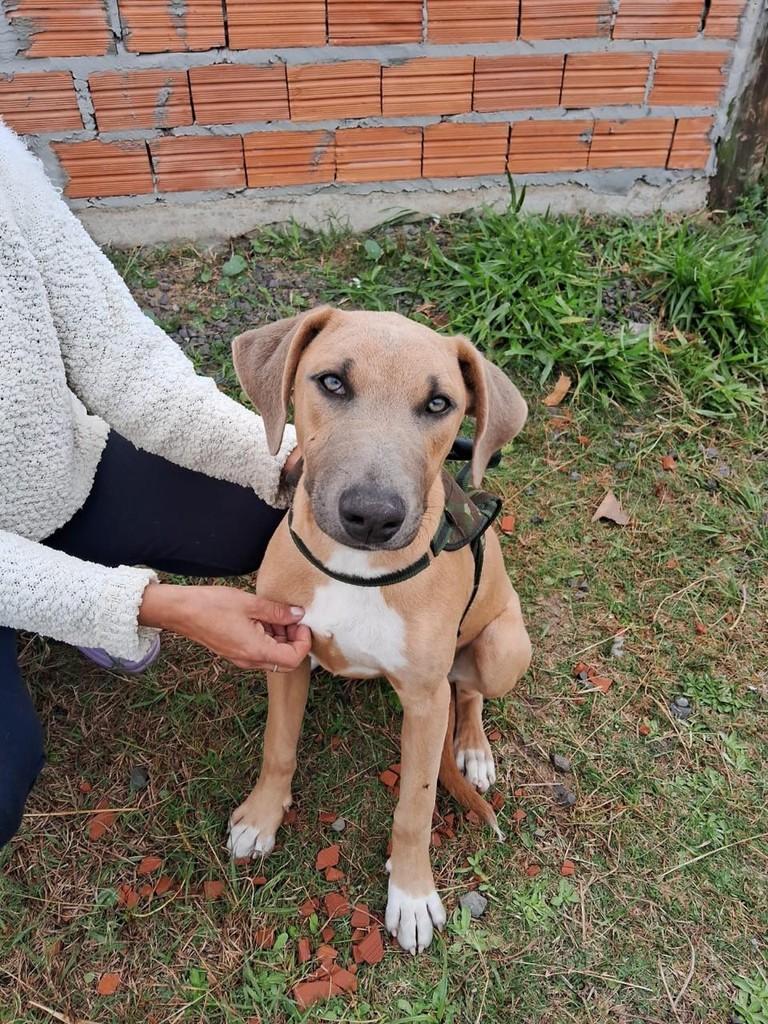 Agon, cachorro de porte grande para adoção em Torres - RS