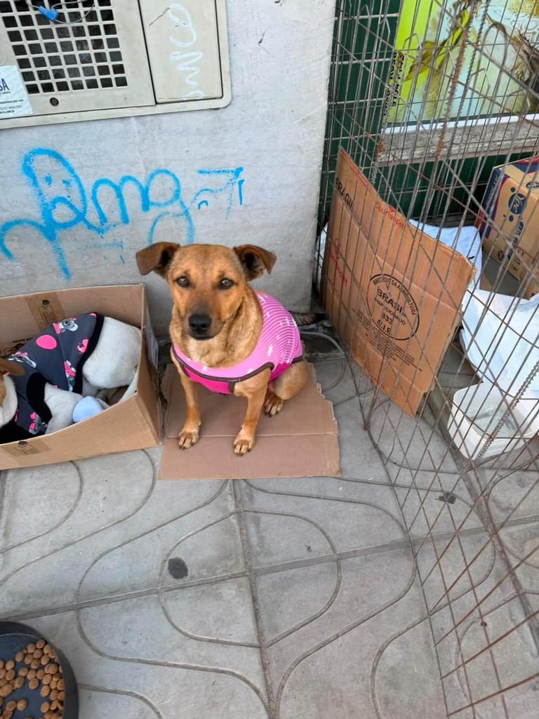 Pink, cachorro de porte médio para adoção em Torres - RS