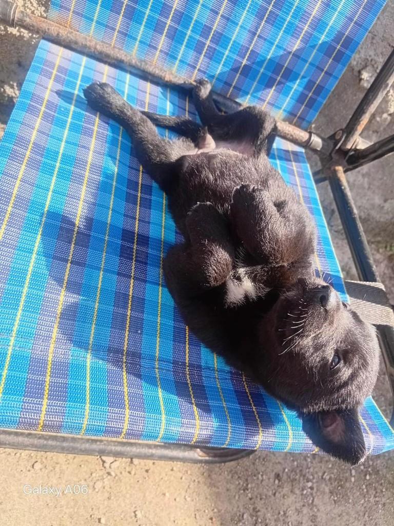 Baby, cadela de porte médio para adoção em Torres - RS