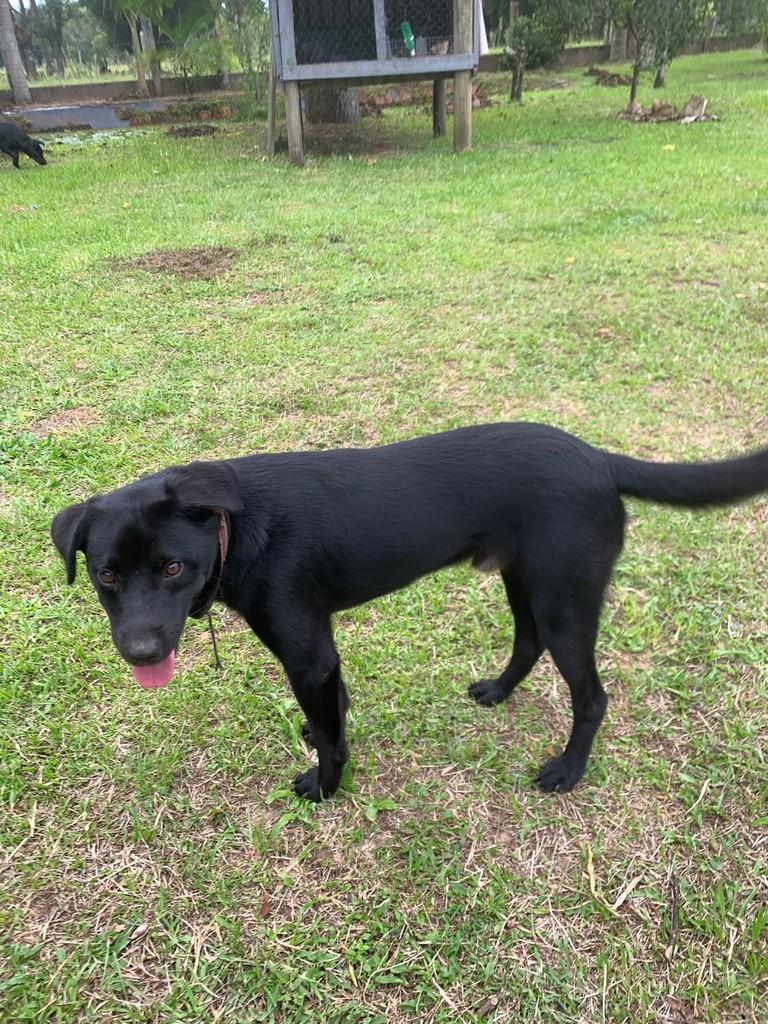 Dalessandro, cachorro de porte médio para adoção em Torres - RS